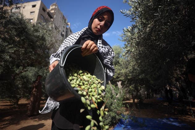 Olives Harvesting In Gaza A Palestinian female volunteer helps farmers pick olives during the harvest season in a field in Gaza City, on September 30, 2026. Gaza Palestine  Copyright: xMajdixFathix originalFilename: fathi-notitle260930_np4km.jpg