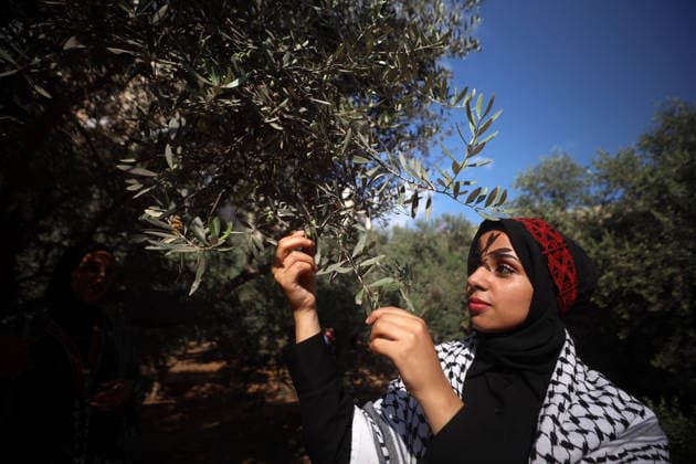 Olives Harvesting In Gaza A Palestinian female volunteer helps farmers pick olives during the harvest season in a field in Gaza City on September 30, 2026. Gaza Palestine  Copyright: xMajdixFathix originalFilename: fathi-notitle260930_np4RX.jpg