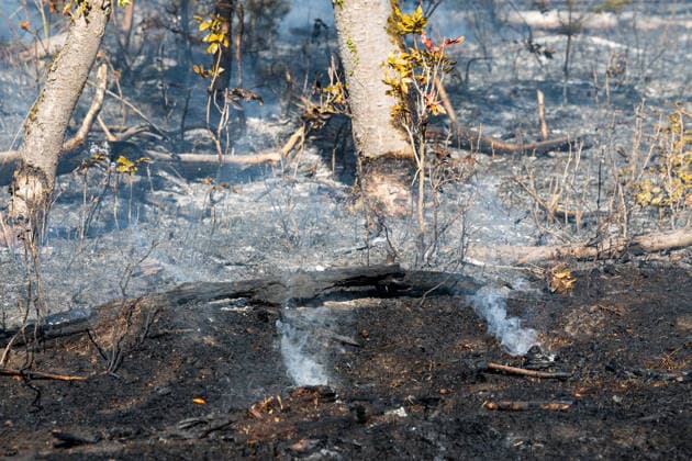 Waldbrand auf rund 12.600 Quadratmetern Munitionsbelastung erschwert Löscharbeiten Am 30.09.2026 war ein Waldbrand westlich von Darmstadt-Eberstadt auf einer Fläche von zeitweise rund 12.600 Quadratmetern unter Kontrolle. Das Bodenfeuer lag nördlich der Justizvollzugsanstalt Eberstadt im Bereich der Jäger- und Buckelschneise. Der munitionsbelastete Waldbereich erschwerte die Löscharbeiten, während Glutnester weiterhin aufflammen konnten. Wegen möglicher instabiler Bäume blieb die Feuerwehr mit insgesamt 90 Einsatzkräften bis in die späten Abendstunden vor Ort. Die Brandursache war unklar. Darmstadt Eberstadt Hessen Deutschland