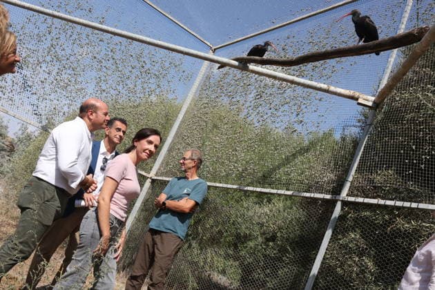 Andalusia Receives 15 Northern Bald Ibis from Germany The Regional Minister of Sustainability and the Environment for the Regional Government of Andalusia, Fina Martínez, attended the ceremony in Barbate, Cádiz, to welcome 15 northern bald ibises (Geronticus eremita) from Germany. October 2, 2026, in Barbate, Cádiz, Andalusia, Spain. OCTOBER 2, 2026, Barbate, Cádiz, Andalusia, Spain Barbate, Cádiz, Andalusia, Spain Spain Copyright: xNachoxFradex 7815318