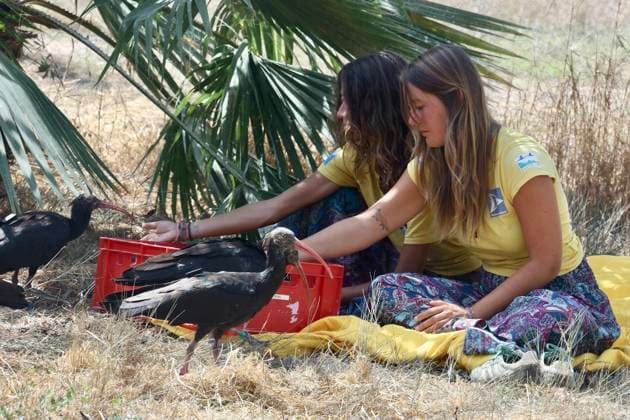 Andalusia Receives 15 Northern Bald Ibis from Germany Image of Northern Bald Ibis (Geronticus eremita) received in Andalusia from Germany On October 2, 2026, in Barbate, Cádiz, Andalusia, Spain October 2, 2026 Barbate, Cádiz, Andalusia, Spain Barbate, Cádiz, Andalusia, Spain Spain Copyright: xNachoxFradex 7815349