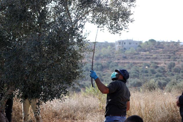 Israeli settlers intervene against Palestinians olive-picking event in Nablus town NABLUS, WEST BANK, PALESTINE - OCTOBER 02: Israeli settlers, under the protection of Israeli forces, intervene against an olive-picking event organized by Palestinians and a group of activists in the town of Beita, in Nablus, West Bank, Palestine on October 02, 2026. Issam Rimawi Anadolu Nablus West Bank. Editorial use only. Please get in touch for any other usage.  Copyright: x2026xAnadoluxIssamxRimawix