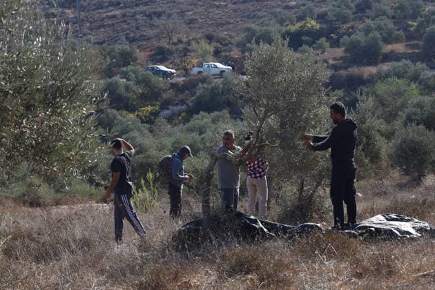 Israeli Settlers And Forces Attacked Palestinian Farmers During Olive Harvest In Beita BEITA, NABLUS, PALESTINE OCTOBER 2, 2026: Israeli settlers and Israeli forces attacked Palestinian farmers while they were picking olives in the Jabal Al-Arma area, east of Beita, south of Nablus. Settlers fired live ammunition toward the farmers, with no injuries reported. According to the Palestinian Red Crescent Society, Israeli forces also beat a 46-year-old Palestinian farmer during raids on olive farms in Beita. Witnesses told Anadolu that Israeli forces fired stun grenades and tear gas at farmers in the Jabal Al-Arma area, forcing them to leave. The olive harvest begins in early October and continues through the end of November, making it an im Copyright: x xSalmanxMohsenxAlkhatibx xJNAxPressx