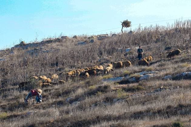 October 2, 2026, Nablus, Palestine, State of: BEITA, NABLUS, PALESTINE †OCTOBER 2, 2026: Israeli settlers and Israeli forces attacked Palestinian farmers while they were picking olives in the Jabal Al-Arma area, east of Beita, south of Nablus. Settlers fired live ammunition toward the farmers, with no injuries reported. According to the Palestinian Red Crescent Society, Israeli forces also beat a 46-year-old Palestinian farmer during raids on olive farms in Beita. Witnesses told Anadolu that Israeli forces fired stun grenades and tear gas at farmers in the Jabal Al-Arma area, forcing them to leave. The olive harvest begins in early October and continues through the end of November, making it an important agricultural and economic se - ZUMAq101 20261002_zna_q101_057 Copyright: xSalmanxMohsenxAlkhatibx