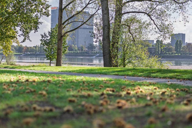 Niedrigwasser am Rhein in Bonn: Blick vom Beueler Ufer - 02.10.26 Blick vom Beueler Rheinufer auf das durch die anhaltende Niedrigwasserlage größtenteils trockenliegende Flussbett des Rheins in Bonn. Die Schifffahrt ist eingeschränkt, der Pegel Bonn liegt bei 64 cm und damit nur wenig über dem Rekordtief von 58 cm vom 29. September. Kastanien liegen auf den Wiesen Bonn Beuel Nordrhein-Westfalen Deutschland Copyright: xMarcxJohnx