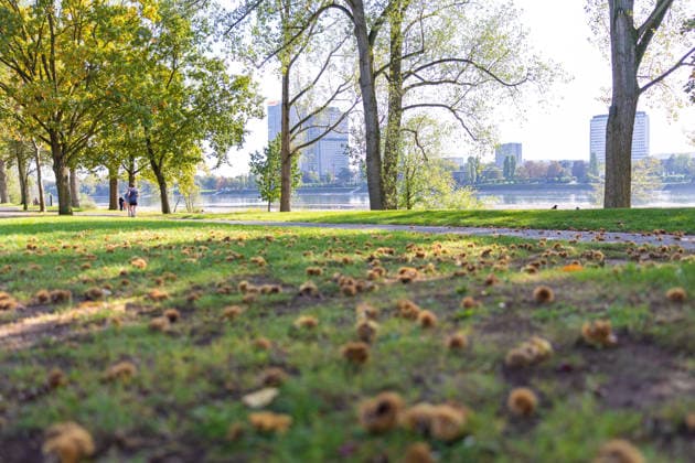 Niedrigwasser am Rhein in Bonn: Blick vom Beueler Ufer - 02.10.26 Blick vom Beueler Rheinufer auf das durch die anhaltende Niedrigwasserlage größtenteils trockenliegende Flussbett des Rheins in Bonn. Die Schifffahrt ist eingeschränkt, der Pegel Bonn liegt bei 64 cm und damit nur wenig über dem Rekordtief von 58 cm vom 29. September. Kastanien liegen auf den Wiesen Bonn Beuel Nordrhein-Westfalen Deutschland Copyright: xMarcxJohnx