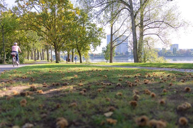Niedrigwasser am Rhein in Bonn: Blick vom Beueler Ufer - 02.10.26 Blick vom Beueler Rheinufer auf das durch die anhaltende Niedrigwasserlage größtenteils trockenliegende Flussbett des Rheins in Bonn. Die Schifffahrt ist eingeschränkt, der Pegel Bonn liegt bei 64 cm und damit nur wenig über dem Rekordtief von 58 cm vom 29. September. Kastanien liegen auf den Wiesen Bonn Beuel Nordrhein-Westfalen Deutschland Copyright: xMarcxJohnx