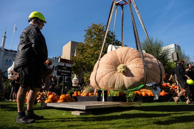 Danish Championship in Giant Pumpkins Revealed Peter Holst Olsen s giant pumpkin weighing 1198 kg wins the Danish Championship in Giant Pumpkins at Tivoli in Copenhagen on Saturday, October 3, 2026. (Photo: Emil Nicolai Helms Scanpix 2026) , Copenhagen Denmark Copyright: EmilxNicolaixHelmsx spdk20261003-132455-L