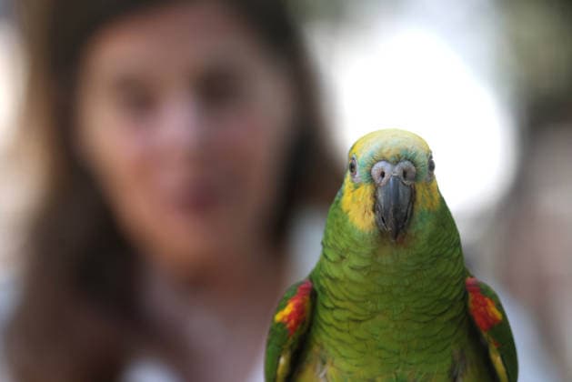 News Bilder des Tages October 4, 2026, Rio De Janeiro, Rio De Janeiro, Brazil: An orange-winged Amazon parrot waits patiently forr PADRE JORGE LUIZ NEVES PEREIRA DA SILVA to bless him and over 100 pets who gathered at Praca Nossa Senhora da Paz in Ipanema, spreading prayers and holy water, as Nossa Senhora da Paz Church celebrated the Feast of St. Francis of Assisi with the traditional Blessing of the Animals honoring the patron saint of ecology and all creatures great and small. Rio De Janeiro Brazil  - ZUMAk251 20261004_znp_k251_010 Copyright: xBobxKarpx