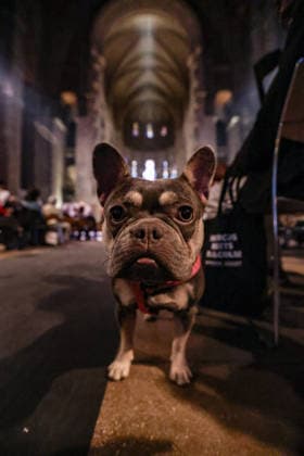 October 4, 2026, New York, New York, United States: CC, a French bulldog, is seen inside the Cathedral of St. John the Divine during the Blessing of the Earth and Animals in New York. The annual St. Francis Day celebration brings animals and their human companions to the Cathedral for the traditional blessing. New York United States  - ZUMAo116 20261004_znp_o116_033 Copyright: xBiancaxOterox