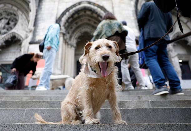 A dog waits outside on the steps to enter the Cathedral for a celebration of the Feast of St. Francis with the annual Blessing of the Animals ceremony held at the Cathedral Church of Saint John the Divine in New York City on Sunday, October 4, 2026. St. Francis of Assisi was the patron saint of animals.  NYP20261004110 JOHNxANGELILLO