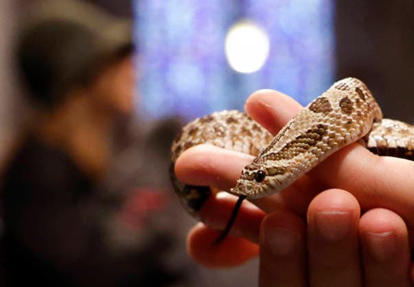 A snake is held when it arrives at a celebration for the Feast of St. Francis with the annual Blessing of the Animals ceremony held at the Cathedral Church of Saint John the Divine in New York City on Sunday, October 4, 2026. St. Francis of Assisi was the patron saint of animals.  NYP20261004118 JOHNxANGELILLO