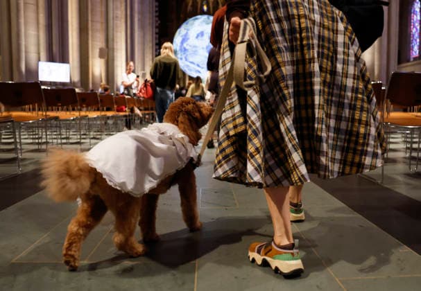 A pet dog arrives for a celebration of the Feast of St. Francis with the annual Blessing of the Animals ceremony held at the Cathedral Church of Saint John the Divine in New York City on Sunday, October 4, 2026. St. Francis of Assisi was the patron saint of animals.  NYP20261004103 JOHNxANGELILLO