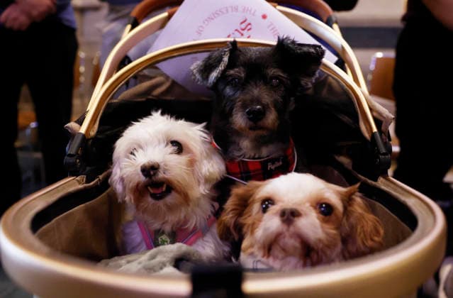 Three dogs sit in a stroller at a celebration of the Feast of St. Francis with the annual Blessing of the Animals ceremony held at the Cathedral Church of Saint John the Divine in New York City on Sunday, October 4, 2026. St. Francis of Assisi was the patron saint of animals.  NYP20261004111 JOHNxANGELILLO