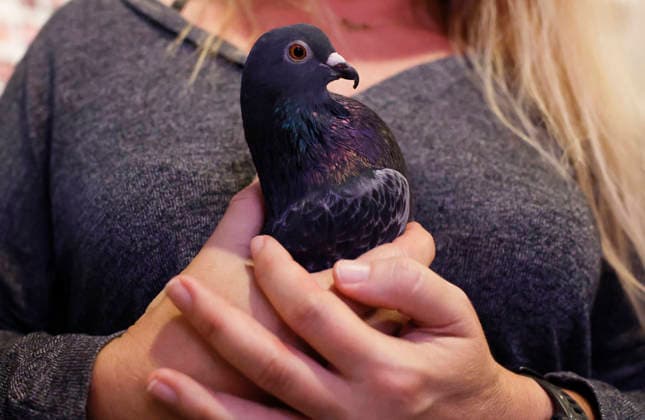 A Pigeon is cradled in the arms of a churchgoer at a celebration of the Feast of St. Francis with the annual Blessing of the Animals ceremony held at the Cathedral Church of Saint John the Divine in New York City on Sunday, October 4, 2026. St. Francis of Assisi was the patron saint of animals.  NYP20261004112 JOHNxANGELILLO