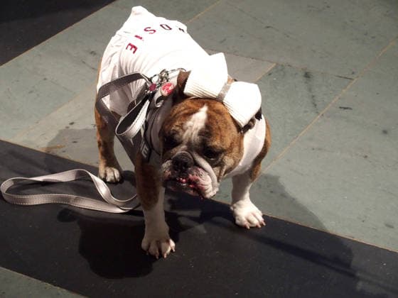 October 4, 2026, Manhattan, New York, U.S.A: New York, New York October 4, 2026.The Feast of St. Francis and Blessing of the Animals is a beloved Cathedral tradition all animals are welcomed at The Cathedral of Saint John the Divine. Manhattan U.S.A - ZUMAc308 20261004_znp_c308_005 Copyright: xSamanthaxCotlerx