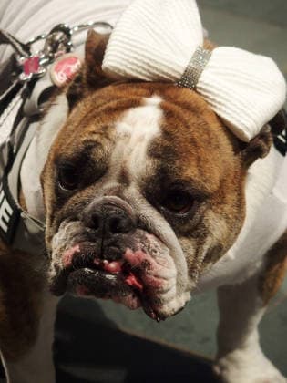 October 4, 2026, Manhattan, New York, U.S.A: New York, New York October 4, 2026.The Feast of St. Francis and Blessing of the Animals is a beloved Cathedral tradition all animals are welcomed at The Cathedral of Saint John the Divine. Manhattan U.S.A  - ZUMAc308 20261004_znp_c308_008 Copyright: xSamanthaxCotlerx