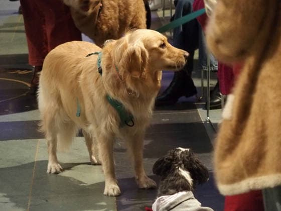 October 4, 2026, Manhattan, New York, U.S.A: New York, New York October 4, 2026.The Feast of St. Francis and Blessing of the Animals is a beloved Cathedral tradition all animals are welcomed at The Cathedral of Saint John the Divine. Manhattan U.S.A - ZUMAc308 20261004_znp_c308_010 Copyright: xSamanthaxCotlerx