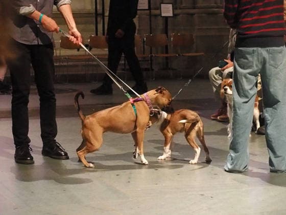 October 4, 2026, Manhattan, New York, U.S.A: New York, New York October 4, 2026.The Feast of St. Francis and Blessing of the Animals is a beloved Cathedral tradition all animals are welcomed at The Cathedral of Saint John the Divine. Manhattan U.S.A  - ZUMAc308 20261004_znp_c308_028 Copyright: xSamanthaxCotlerx