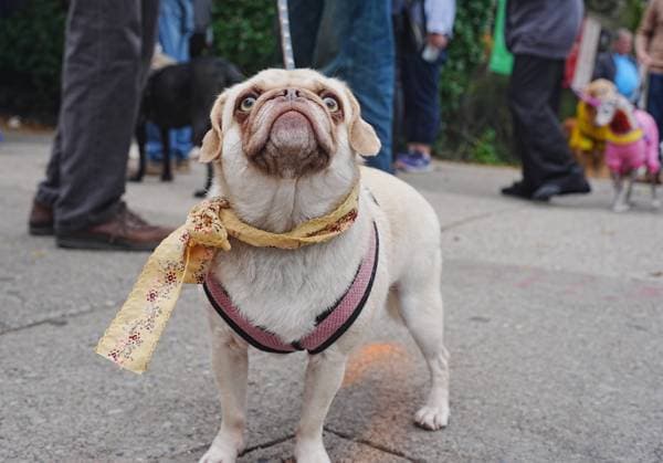 Annual animal blessing at the Cathedral of St. John the Divine in New York NEW YORK, UNITED STATES - OCTOBER 04: People attend with their pets at the annual animal blessing at the Cathedral of St. John the Divine on Sunday, October 4, 2026, in New York, U.S., celebrating the 800th anniversary of St. Francis of Assisi, the patron saint of the environment and ecology. Selcuk Acar Anadolu New York United States. Editorial use only. Please get in touch for any other usage.  Copyright: x2026xAnadoluxSelcukxAcarx