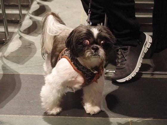 October 4, 2026, Manhattan, New York, U.S.A: New York, New York October 4, 2026.The Feast of St. Francis and Blessing of the Animals is a beloved Cathedral tradition all animals are welcomed at The Cathedral of Saint John the Divine. Manhattan U.S.A - ZUMAc308 20261004_znp_c308_030 Copyright: xSamanthaxCotlerx