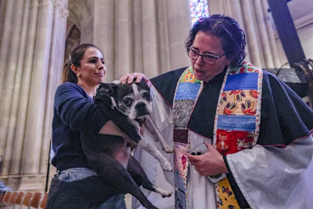 October 4, 2026, New York, New York, United States: A member of the clergy blesses a dog held in the arms of its owner during the annual St. Francis Day Blessing of the Earth and Animals at the Cathedral of St. John the Divine in New York. The celebration, honouring animals, the Earth and the natural world, also marked the 800th anniversary of the death of St. Francis of Assisi. New York United States  - ZUMAo116 20261004_znp_o116_056 Copyright: xBiancaxOterox