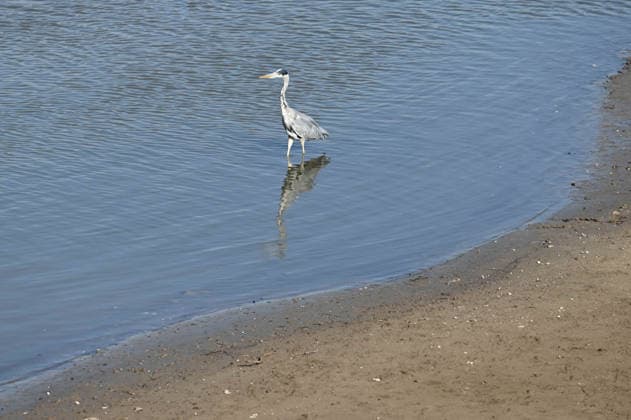Das Niedrigwasser im Duesseldorfer Hafen hat eine grosse Sandbank freigelegt, Steine und Sand am Ufer, Hafenbecken A, ein Graureiher auf der Jagd nach Fisch, Duesseldorf am 05.10.2026,