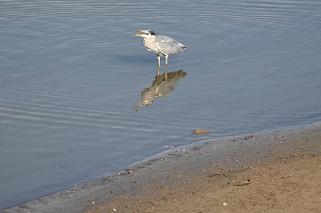 Das Niedrigwasser im Duesseldorfer Hafen hat eine grosse Sandbank freigelegt, Steine und Sand am Ufer, Hafenbecken A, ein Graureiher auf der Jagd nach Fisch, Duesseldorf am 05.10.2026,