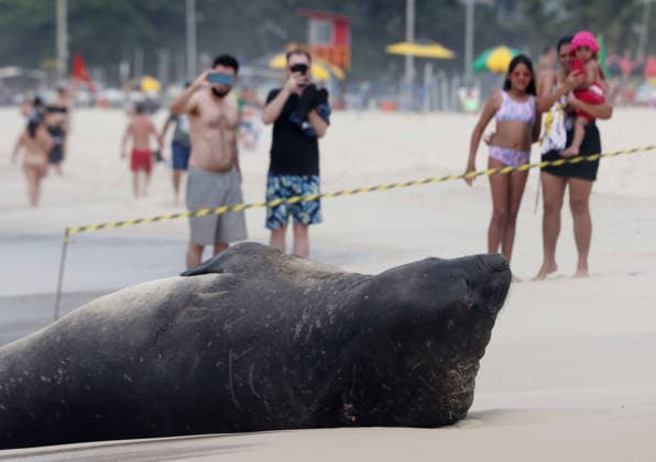 October 6, 2026, Rio De Janeiro, Rio De Janeiro, Brazil: A young southern elephant seal (Mirounga leonina) rests on Copacabana Beach in Rio de Janeiro, Brazil, on October 6, 2026. The unusual visitor has drawn attention along the coast in recent days after being seen in SoÂ£o Conrado, across Guanabara Bay in IcaraoÂ­, NiteroÂ³i, and now Copacabana. The young animal, which normally inhabits colder waters of the Southern Hemisphere, has attracted curious bathers and beachgoers at each stop. Experts advise people to observe the animal from a safe distance and not approach, touch, feed or attempt to return it to the water. One possibility raised by experts is that the seal traveled north from southern South America, potentially from the regi  - ZUMAk251 20261006_znp_k251_002 Copyright: xBobxKarpx