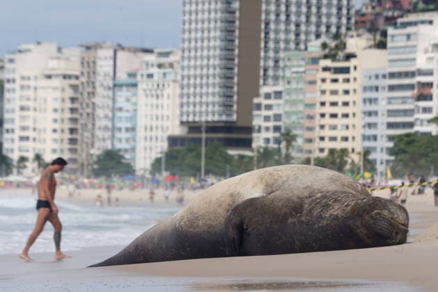 October 6, 2026, Rio De Janeiro, Rio De Janeiro, Brazil: A young southern elephant seal (Mirounga leonina) rests on Copacabana Beach in Rio de Janeiro, Brazil, on October 6, 2026. The unusual visitor has drawn attention along the coast in recent days after being seen in SoÂ£o Conrado, across Guanabara Bay in IcaraoÂ­, NiteroÂ³i, and now Copacabana. The young animal, which normally inhabits colder waters of the Southern Hemisphere, has attracted curious bathers and beachgoers at each stop. Experts advise people to observe the animal from a safe distance and not approach, touch, feed or attempt to return it to the water. One possibility raised by experts is that the seal traveled north from southern South America, potentially from the regi  - ZUMAk251 20261006_znp_k251_008 Copyright: xBobxKarpx