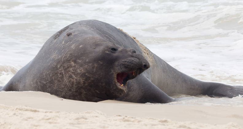 October 6, 2026, Rio De Janeiro, Rio De Janeiro, Brazil: A young southern elephant seal (Mirounga leonina) rests on Copacabana Beach in Rio de Janeiro, Brazil, on October 6, 2026. The unusual visitor has drawn attention along the coast in recent days after being seen in SoÂ£o Conrado, across Guanabara Bay in IcaraoÂ­, NiteroÂ³i, and now Copacabana. The young animal, which normally inhabits colder waters of the Southern Hemisphere, has attracted curious bathers and beachgoers at each stop. Experts advise people to observe the animal from a safe distance and not approach, touch, feed or attempt to return it to the water. One possibility raised by experts is that the seal traveled north from southern South America, potentially from the regi - ZUMAk251 20261006_znp_k251_003 Copyright: xBobxKarpx