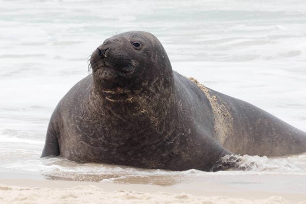 October 6, 2026, Rio De Janeiro, Rio De Janeiro, Brazil: A young southern elephant seal (Mirounga leonina) rests on Copacabana Beach in Rio de Janeiro, Brazil, on October 6, 2026. The unusual visitor has drawn attention along the coast in recent days after being seen in SoÂ£o Conrado, across Guanabara Bay in IcaraoÂ­, NiteroÂ³i, and now Copacabana. The young animal, which normally inhabits colder waters of the Southern Hemisphere, has attracted curious bathers and beachgoers at each stop. Experts advise people to observe the animal from a safe distance and not approach, touch, feed or attempt to return it to the water. One possibility raised by experts is that the seal traveled north from southern South America, potentially from the regi  - ZUMAk251 20261006_znp_k251_016 Copyright: xBobxKarpx