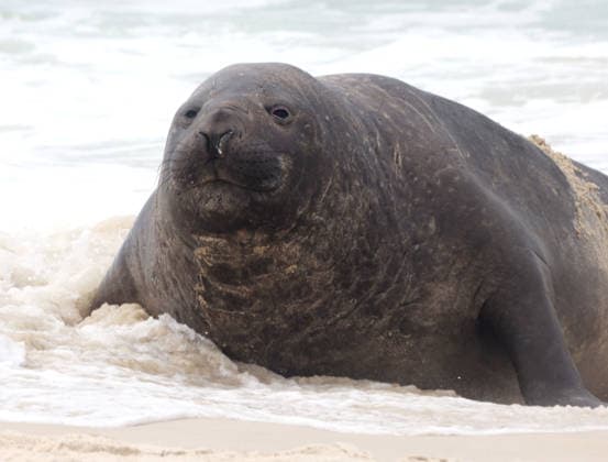 October 6, 2026, Rio De Janeiro, Rio De Janeiro, Brazil: A young southern elephant seal (Mirounga leonina) rests on Copacabana Beach in Rio de Janeiro, Brazil, on October 6, 2026. The unusual visitor has drawn attention along the coast in recent days after being seen in SoÂ£o Conrado, across Guanabara Bay in IcaraoÂ­, NiteroÂ³i, and now Copacabana. The young animal, which normally inhabits colder waters of the Southern Hemisphere, has attracted curious bathers and beachgoers at each stop. Experts advise people to observe the animal from a safe distance and not approach, touch, feed or attempt to return it to the water. One possibility raised by experts is that the seal traveled north from southern South America, potentially from the regi - ZUMAk251 20261006_znp_k251_007 Copyright: xBobxKarpx