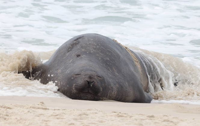 October 6, 2026, Rio De Janeiro, Rio De Janeiro, Brazil: A young southern elephant seal (Mirounga leonina) rests on Copacabana Beach in Rio de Janeiro, Brazil, on October 6, 2026. The unusual visitor has drawn attention along the coast in recent days after being seen in SoÂ£o Conrado, across Guanabara Bay in IcaraoÂ­, NiteroÂ³i, and now Copacabana. The young animal, which normally inhabits colder waters of the Southern Hemisphere, has attracted curious bathers and beachgoers at each stop. Experts advise people to observe the animal from a safe distance and not approach, touch, feed or attempt to return it to the water. One possibility raised by experts is that the seal traveled north from southern South America, potentially from the regi - ZUMAk251 20261006_znp_k251_009 Copyright: xBobxKarpx