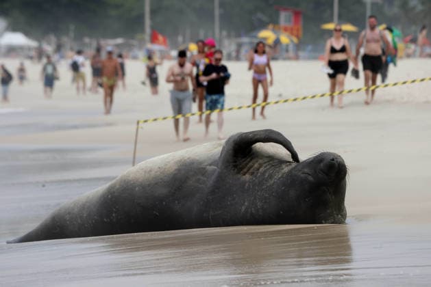 October 6, 2026, Rio De Janeiro, Rio De Janeiro, Brazil: A young southern elephant seal (Mirounga leonina) rests on Copacabana Beach in Rio de Janeiro, Brazil, on October 6, 2026. The unusual visitor has drawn attention along the coast in recent days after being seen in SoÂ£o Conrado, across Guanabara Bay in IcaraoÂ­, NiteroÂ³i, and now Copacabana. The young animal, which normally inhabits colder waters of the Southern Hemisphere, has attracted curious bathers and beachgoers at each stop. Experts advise people to observe the animal from a safe distance and not approach, touch, feed or attempt to return it to the water. One possibility raised by experts is that the seal traveled north from southern South America, potentially from the regi - ZUMAk251 20261006_znp_k251_010 Copyright: xBobxKarpx