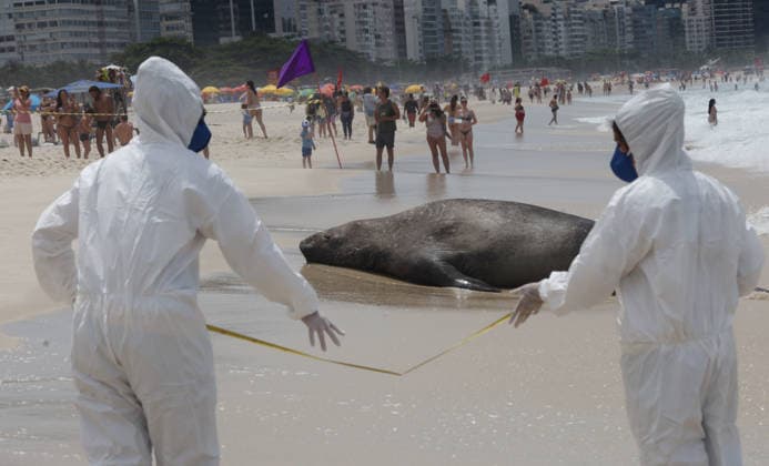October 6, 2026, Rio De Janeiro, Rio De Janeiro, Brazil: Biologists with the Projeto de Monitoramento de Praias da Bacia de Santos (PMP-BS) monitor a young southern elephant seal (Mirounga leonina) resting on Copacabana Beach in Rio de Janeiro, Brazil, on October 6, 2026, assessing its condition and helping ensure it remains undisturbed. The unusual visitor has drawn attention along the coast in recent days after being spotted in SoÂ£o Conrado, across Guanabara Bay in IcaraoÂ­, NiteroÂ³i, and now Copacabana. The young seal, a species native to colder waters of the Southern Hemisphere, has attracted curious bathers and beachgoers at each stop. Experts advise people to observe the animal from a safe distance and not approach, touch, feed o - ZUMAk251 20261006_znp_k251_013 Copyright: xBobxKarpx