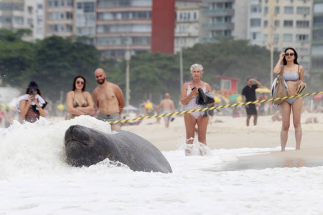 October 6, 2026, Rio De Janeiro, Rio De Janeiro, Brazil: A young southern elephant seal (Mirounga leonina) rests on Copacabana Beach in Rio de Janeiro, Brazil, on October 6, 2026. The unusual visitor has drawn attention along the coast in recent days after being seen in SoÂ£o Conrado, across Guanabara Bay in IcaraoÂ­, NiteroÂ³i, and now Copacabana. The young animal, which normally inhabits colder waters of the Southern Hemisphere, has attracted curious bathers and beachgoers at each stop. Experts advise people to observe the animal from a safe distance and not approach, touch, feed or attempt to return it to the water. One possibility raised by experts is that the seal traveled north from southern South America, potentially from the regi  - ZUMAk251 20261006_znp_k251_027 Copyright: xBobxKarpx