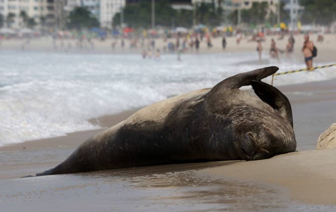October 6, 2026, Rio De Janeiro, Rio De Janeiro, Brazil: A young southern elephant seal (Mirounga leonina) rests on Copacabana Beach in Rio de Janeiro, Brazil, on October 6, 2026. The unusual visitor has drawn attention along the coast in recent days after being seen in SoÂ£o Conrado, across Guanabara Bay in IcaraoÂ­, NiteroÂ³i, and now Copacabana. The young animal, which normally inhabits colder waters of the Southern Hemisphere, has attracted curious bathers and beachgoers at each stop. Experts advise people to observe the animal from a safe distance and not approach, touch, feed or attempt to return it to the water. One possibility raised by experts is that the seal traveled north from southern South America, potentially from the regi  - ZUMAk251 20261006_znp_k251_028 Copyright: xBobxKarpx