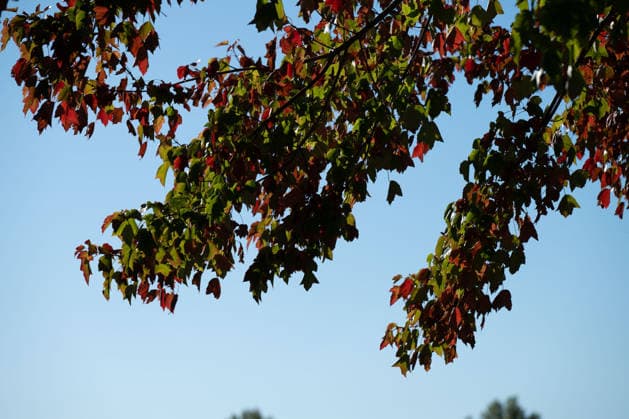 Sonne statt Herbstgrau: Kehl genießt mildes Oktoberwetter, Sonniges und für die Jahreszeit mildes Herbstwetter sorgt am Mittwoch, 7. Oktober 2026, in Kehl für beinahe spätsommerliche Eindrücke. Noch bestimmt Hochdruckeinfluss mit sehr milder Luft das Wetter in Süddeutschland. Die freundliche Wetterphase ist jedoch nur von kurzer Dauer: Nach Angaben des Deutschen Wetterdienstes zieht ab Mittwochabend von Westen ein kräftiger Tiefausläufer auf. In der Nacht zum Donnerstag und am Donnerstag sind gebietsweise Regen, örtlich Starkregen sowie einzelne Gewitter möglich. Kehl Baden-Württemberg Deutschland Kehl