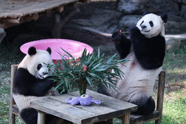 CHONGQING, CHINA - OCTOBER 06: Giant pandas Haoqi and Qiying eat food at a table during the National Day holiday on October 6, 2026 in Chongqing, China. The Chongqing Zoo arranged special activities and meals for the giant pandas to celebrate the holiday.  Copyright: xVCGx 111672455445