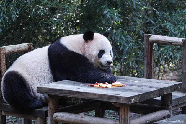 CHONGQING, CHINA - OCTOBER 07: Giant panda Qingqing eats fruit at a zoo on October 7, 2026 in Chongqing, China. The zoo arranged enrichment activities and special meals for the giant pandas to celebrate the National Day holiday.  Copyright: xVCGx 111672455466