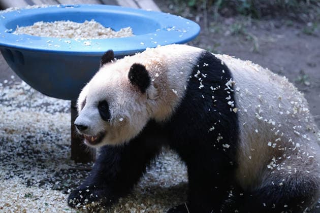 CHONGQING, CHINA - OCTOBER 06: Giant panda Yu Ke plays with wood shavings on October 6, 2026 in Chongqing, China. The zoo arranged enrichment activities and special meals for giant pandas to celebrate the National Day holiday.  Copyright: xVCGx 111672455467