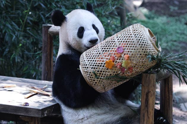 CHONGQING, CHINA - OCTOBER 06: Giant panda Xixi plays with a lantern enrichment item on October 6, 2026 in Chongqing, China. The zoo organized special activities including enrichment games and festive meals for the giant pandas to celebrate the National Day holiday.  Copyright: xVCGx 111672455463