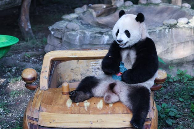 CHONGQING, CHINA - OCTOBER 07: Giant panda Mang Cancan eats fruit while sitting on a toy car at a zoo on October 7, 2026 in Chongqing, China. The zoo arranged enrichment activities and special meals for giant pandas to celebrate the National Day holiday.  Copyright: xVCGx 111672455456