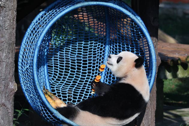CHONGQING, CHINA - OCTOBER 07: Giant panda Yu Ai sits in a crib at Chongqing Zoo on October 7, 2026 in Chongqing, China. During the National Day holiday, giant pandas at the zoo played and enjoyed special meals while citizens and tourists celebrated the festival together.  Copyright: xVCGx 111672455457
