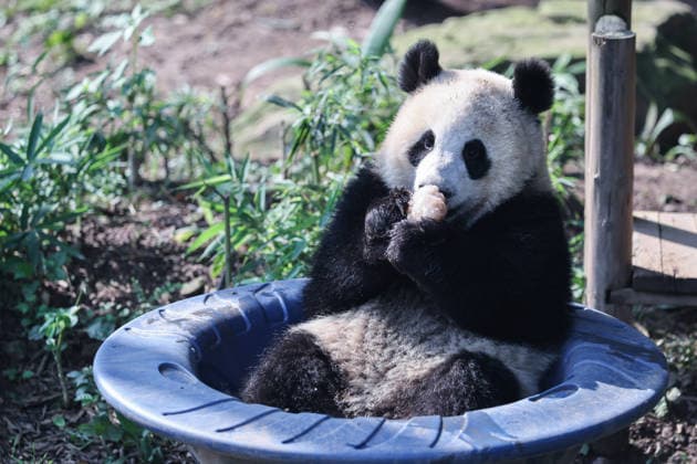 CHONGQING, CHINA - OCTOBER 07: Giant panda Wangshu plays in a rotating bowl at Chongqing Zoo on October 7, 2026 in Chongqing, China. The zoo organized enrichment activities and special meals for giant pandas to celebrate the National Day holiday.  Copyright: xVCGx 111672455458