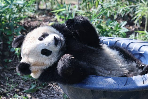 CHONGQING, CHINA - OCTOBER 06: Giant panda Wangshu plays in a rotating bowl at Chongqing Zoo on October 6, 2026 in Chongqing, China. The zoo organized enrichment activities and special meals for giant pandas to celebrate the National Day holiday.  Copyright: xVCGx 111672455459