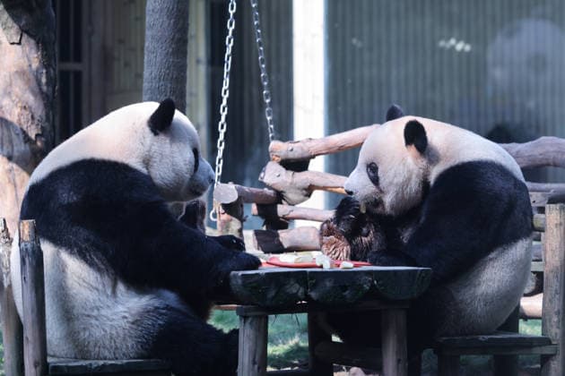 CHONGQING, CHINA - OCTOBER 07: Giant pandas Xing Xing and Chen Chen eat a meal at a table during National Day celebrations on October 7, 2026 in Chongqing, China. The pandas participated in enrichment activities and enjoyed a special feast to mark the holiday.  Copyright: xVCGx 111672455460