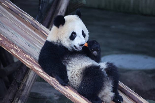 CHONGQING, CHINA - OCTOBER 06: Giant panda Wangshu eats carrots at Chongqing Zoo on October 6, 2026 in Chongqing, China. Giant pandas played and fed at the zoo as citizens and tourists celebrated the National Day holiday.  Copyright: xVCGx 111672455450