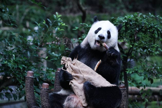 CHONGQING, CHINA - OCTOBER 06: Giant panda Xi Xi searches for bamboo shoots in a sack at Chongqing Zoo on October 6, 2026 in Chongqing, China. Giant pandas played and ate special meals to celebrate the National Day holiday alongside visitors.  Copyright: xVCGx 111672455452